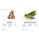 Magic Eyes of Masoala - The Colourful Lepidoptera of Madagascar Rainforests