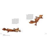 Magic Eyes of Masoala - The Colourful Lepidoptera of Madagascar Rainforests