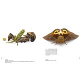 Magic Eyes of Masoala - The Colourful Lepidoptera of Madagascar Rainforests