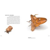 Magic Eyes of Masoala - The Colourful Lepidoptera of Madagascar Rainforests