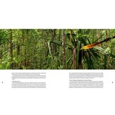 Magic Eyes of Masoala - The Colourful Lepidoptera of Madagascar Rainforests