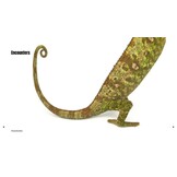 Magic Eyes of Masoala - The Colourful Lepidoptera of Madagascar Rainforests