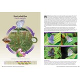 British and Irish Butterfly Rarities - Migrants, Extinctions and Introductions