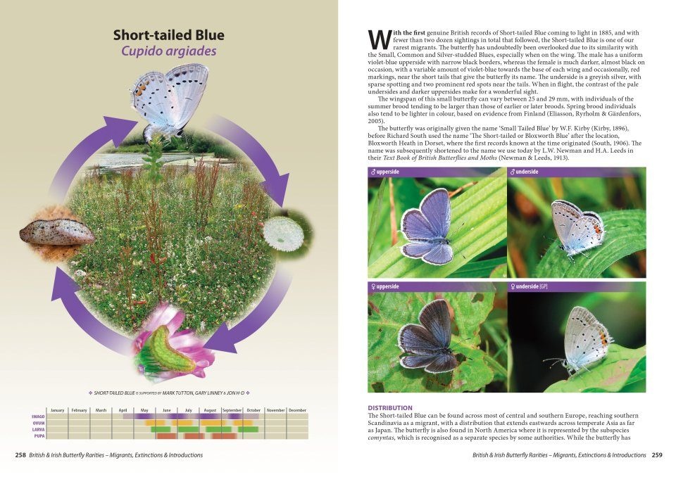 British and Irish Butterfly Rarities - Migrants, Extinctions and Introductions