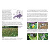 British and Irish Butterfly Rarities - Migrants, Extinctions and Introductions