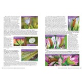 British and Irish Butterfly Rarities - Migrants, Extinctions and Introductions