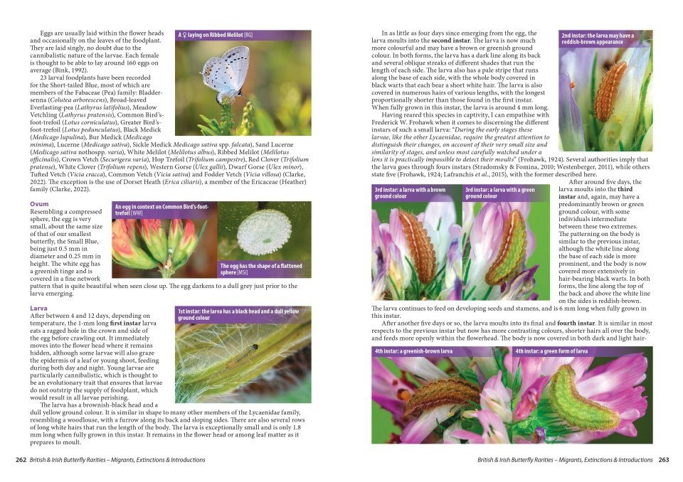 British and Irish Butterfly Rarities - Migrants, Extinctions and Introductions