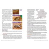 British and Irish Butterfly Rarities - Migrants, Extinctions and Introductions