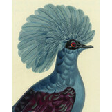 De Duiven van Temminck en Knip