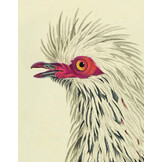 De Duiven van Temminck en Knip