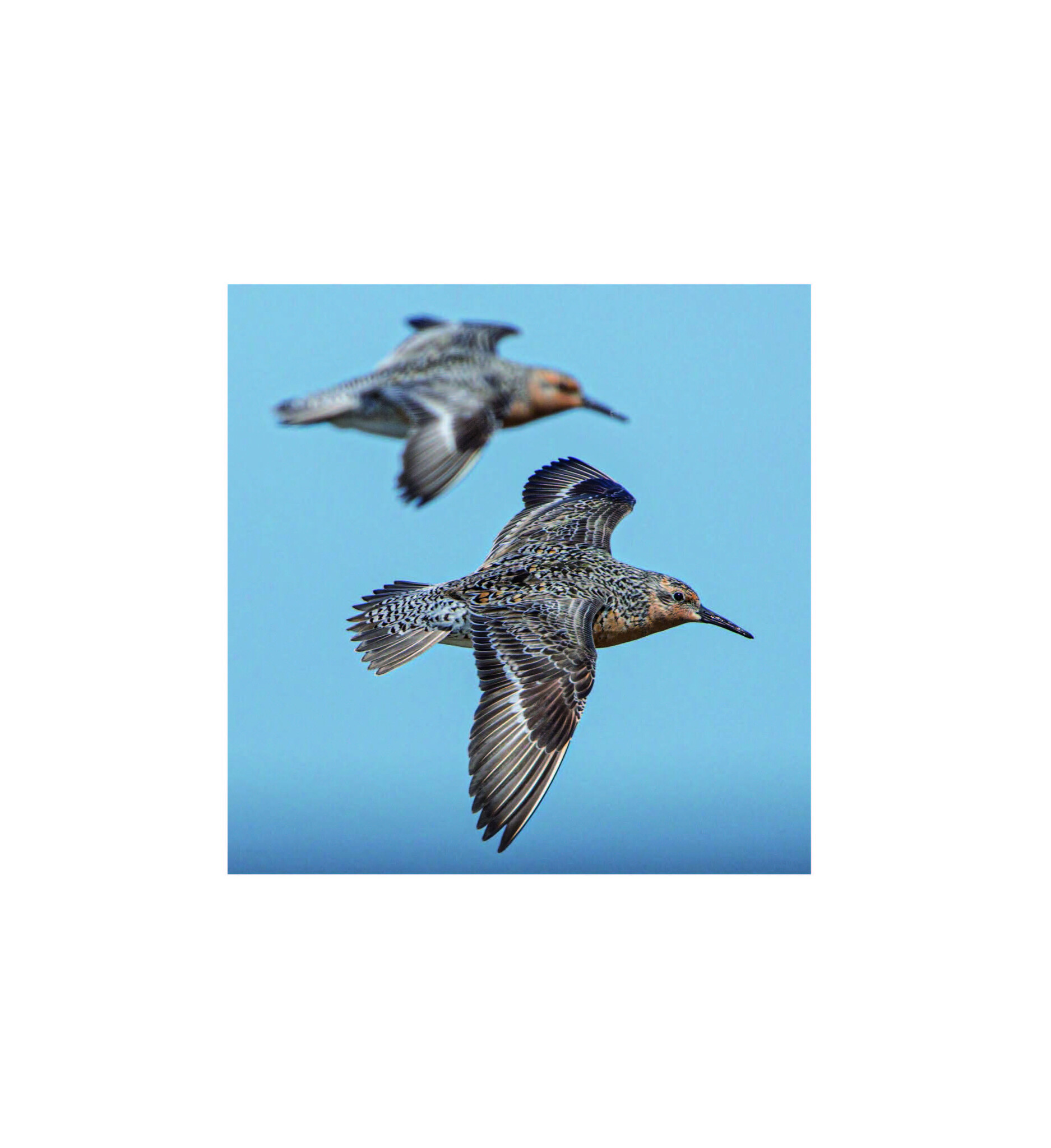 De kanoet - De veranderende wereld door de ogen van een trekvogel