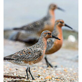De kanoet - De veranderende wereld door de ogen van een trekvogel