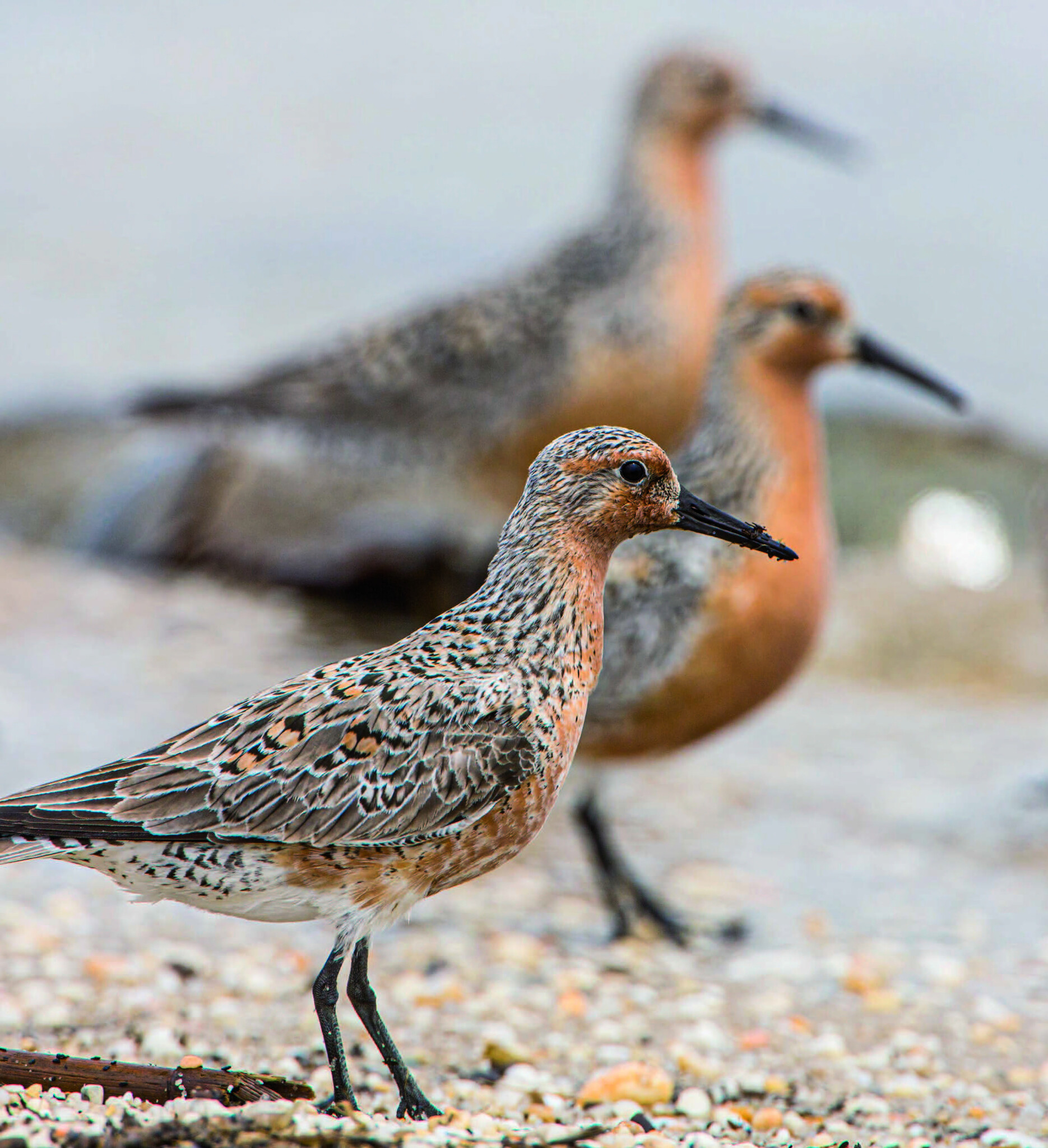 De kanoet - De veranderende wereld door de ogen van een trekvogel