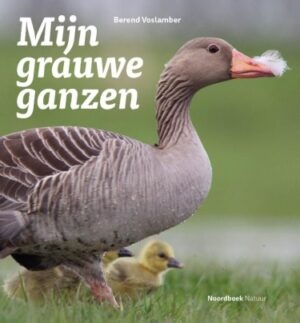 Mijn grauwe ganzen