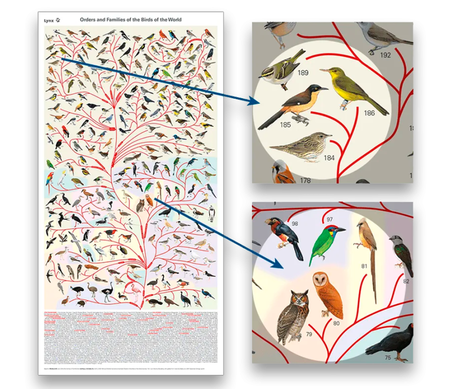 Orders and Families of the Birds of the World Poster