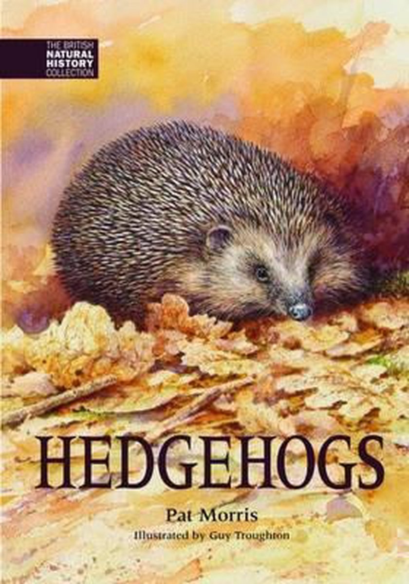 Hedgehogs - The British Natural History Collection