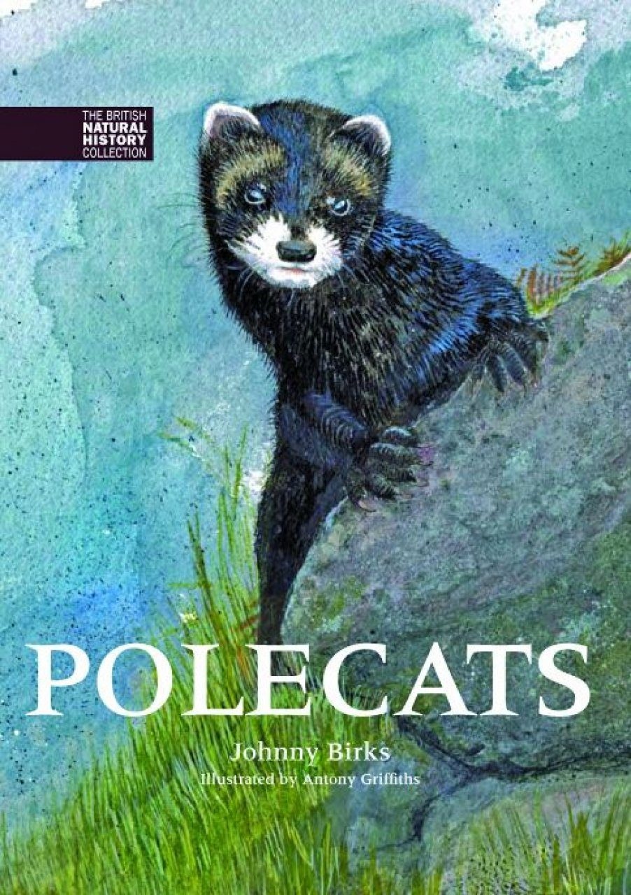 Polecats - The British Natural History Collection