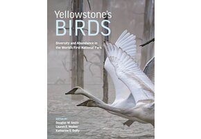 Yellowstone’s Birds