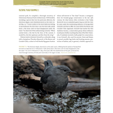 Yellowstone’s Birds - Diversity and Abundance in the World’s First National Park