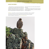 Yellowstone’s Birds - Diversity and Abundance in the World’s First National Park