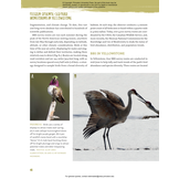 Yellowstone’s Birds - Diversity and Abundance in the World’s First National Park