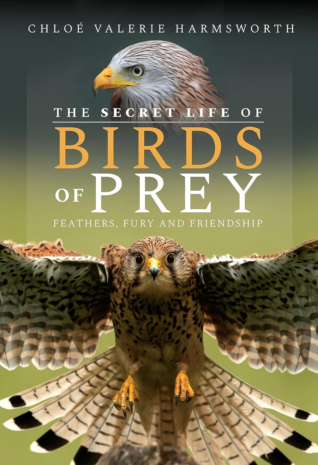 The Secret Life of Birds of Prey - Feathers, Fury and Friendship