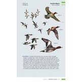 Veldgids Vogeltrek in beeld - Trekvogels herkennen aan hun vliegbeeld