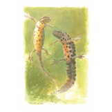 Van Nature - Bijzondere verhalen van natuurliefhebbers