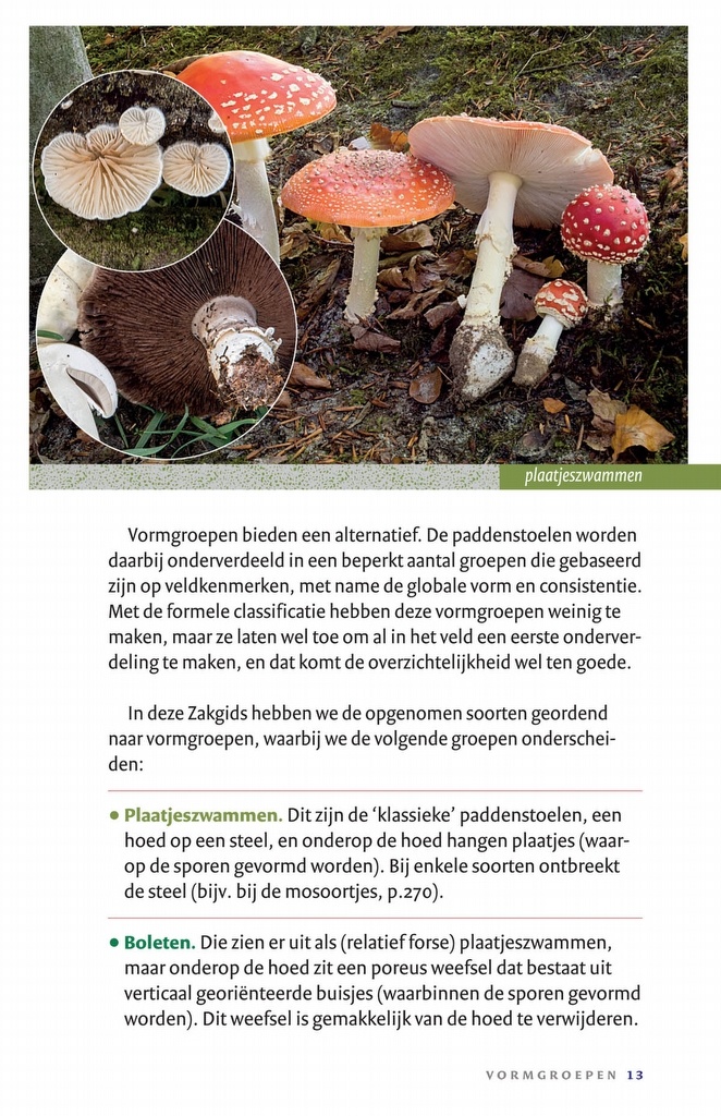 Zakgids Paddenstoelen - 130 soorten in stad, dorp en tuin