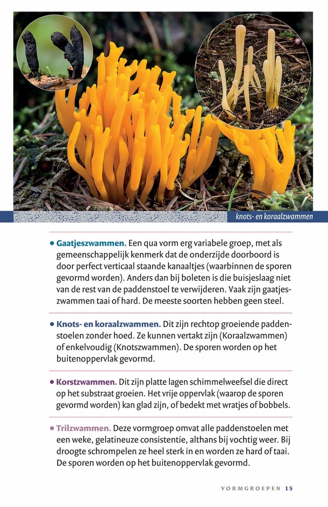 Zakgids Paddenstoelen - 130 soorten in stad, dorp en tuin