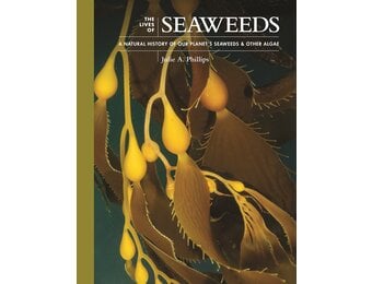 The Lives of Seaweeds