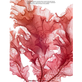 The Lives of Seaweeds - A Natural History of Our Planet's Seaweeds and Other Algae