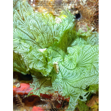 The Lives of Seaweeds - A Natural History of Our Planet's Seaweeds and Other Algae