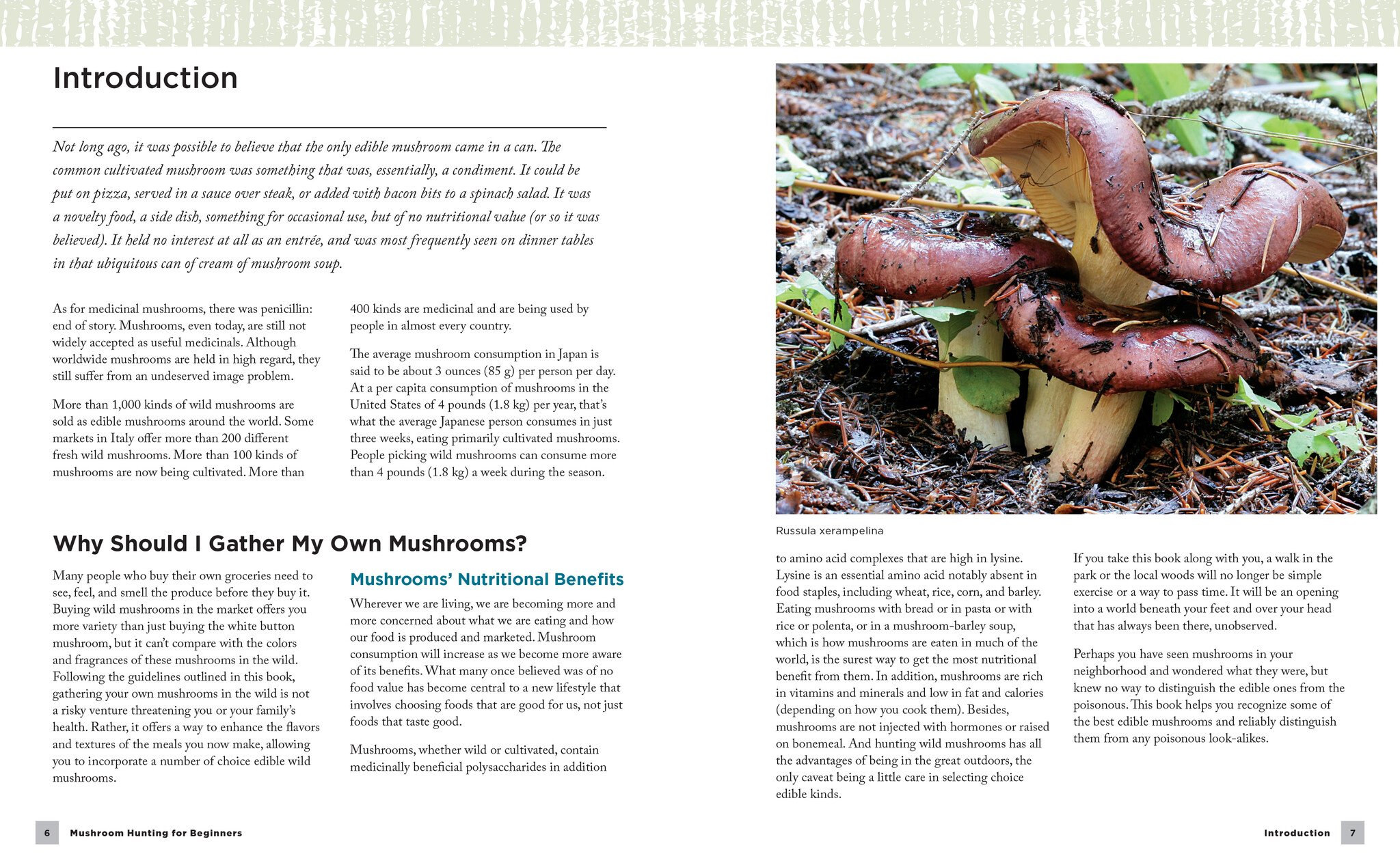 Mushroom Hunting for Beginners