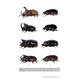 Les Coléoptères Dynastidae de Guyane - Coleoptera, Scarabaeoidea