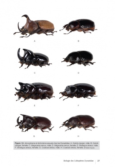 Les Coléoptères Dynastidae de Guyane - Coleoptera, Scarabaeoidea