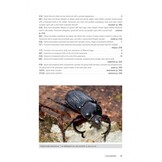 Les Coléoptères Dynastidae de Guyane - Coleoptera, Scarabaeoidea