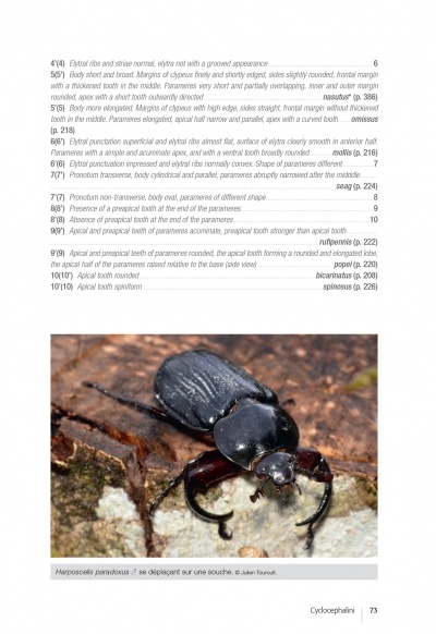 Les Coléoptères Dynastidae de Guyane - Coleoptera, Scarabaeoidea