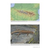 Les Reptiles des Pyrénées