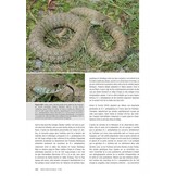 Les Reptiles des Pyrénées