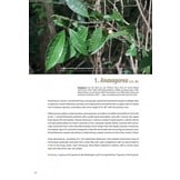 Annonaceae - Flora of Guyana, Suriname and French Guiana