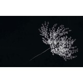 Planktonium - De kunst van het onzichtbare