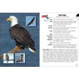 Birds of Massachusetts Field Guide