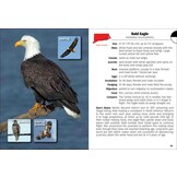 Birds of Connecticut & Rhode Island Field Guide