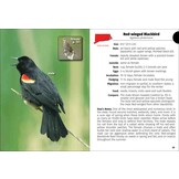 Birds of Connecticut & Rhode Island Field Guide