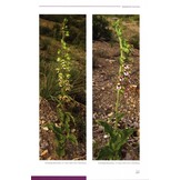 Orchids of the Crimea