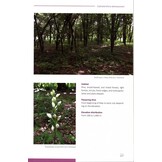 Orchids of the Crimea