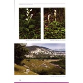 Orchids of the Crimea