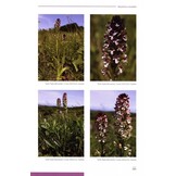 Orchids of the Crimea