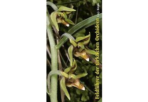 Feldführer der Türkischen Orchideen